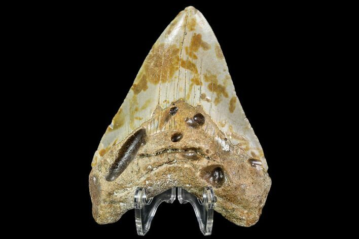 Fossil Megalodon Tooth - North Carolina #108891